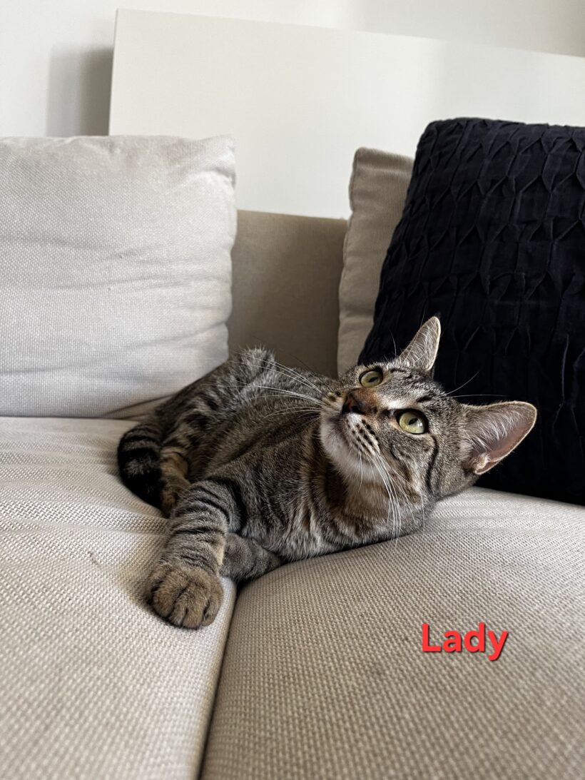 LADY LADY
