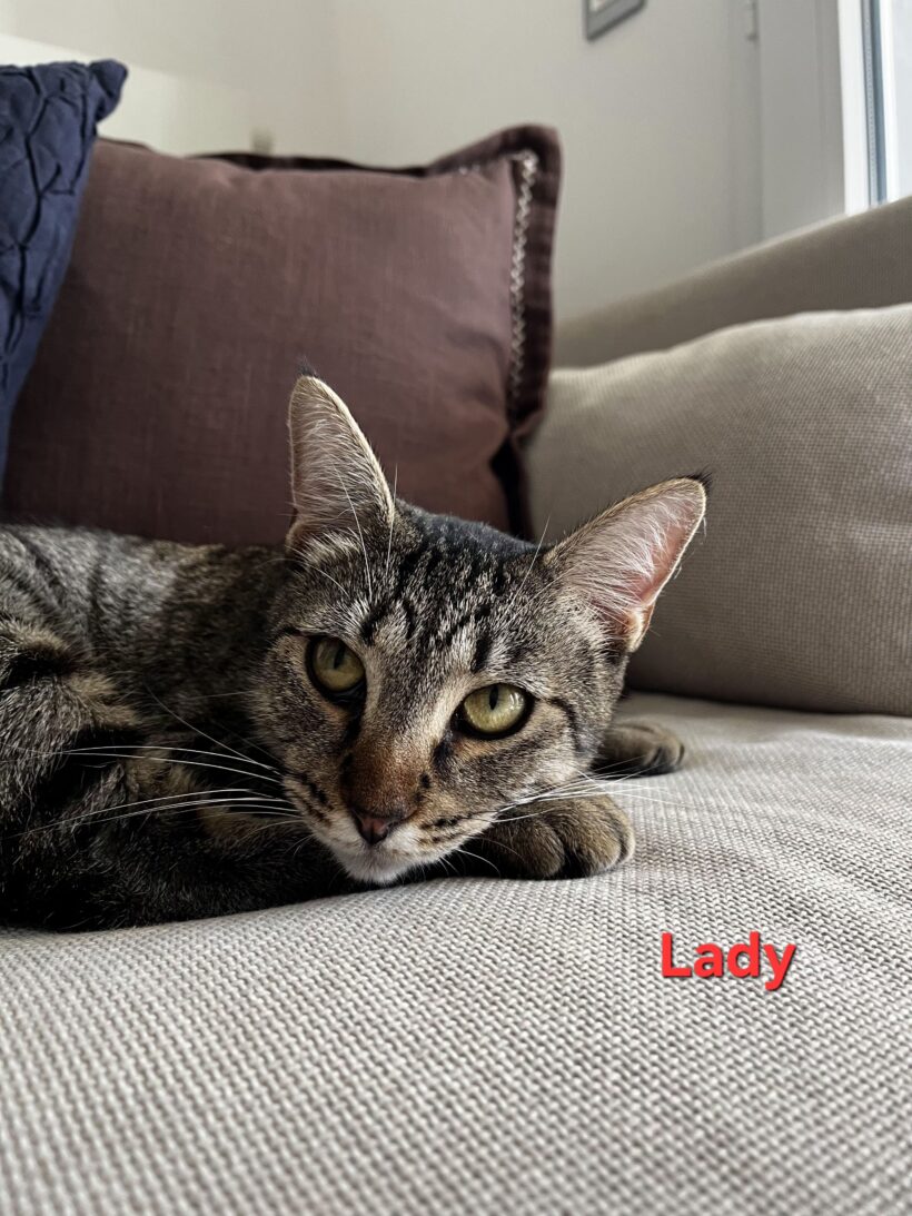 LADY LADY