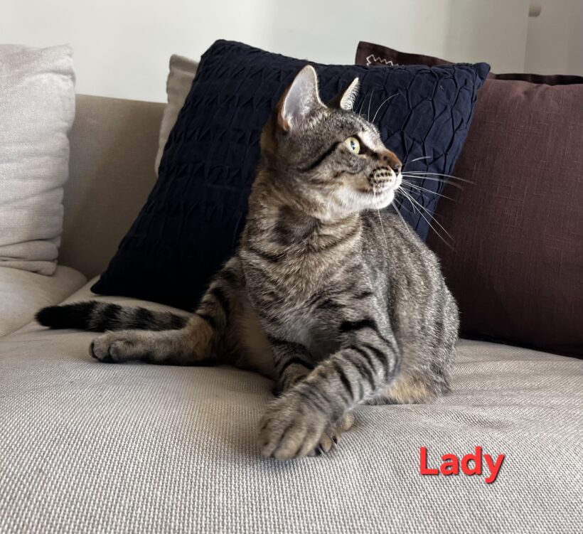 LADY LADY