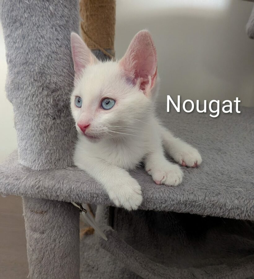 NOUGAT NOUGAT