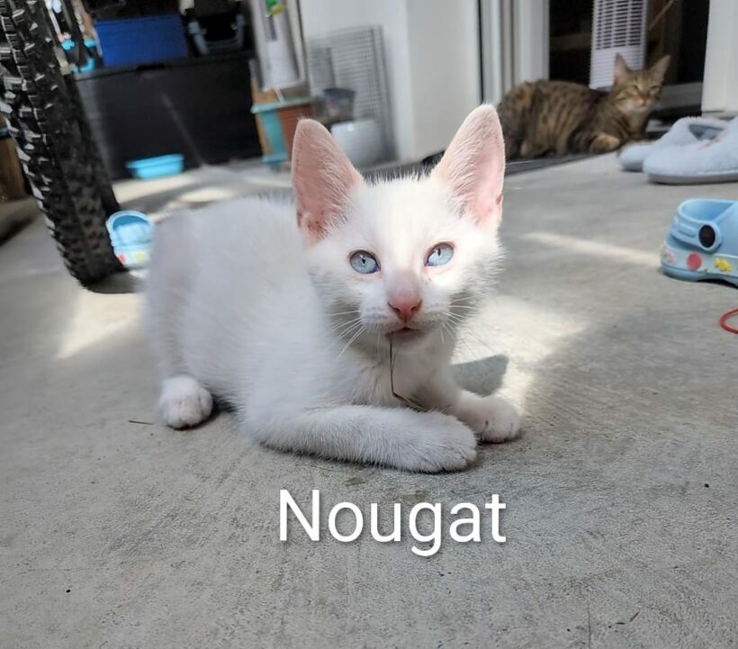 NOUGAT NOUGAT