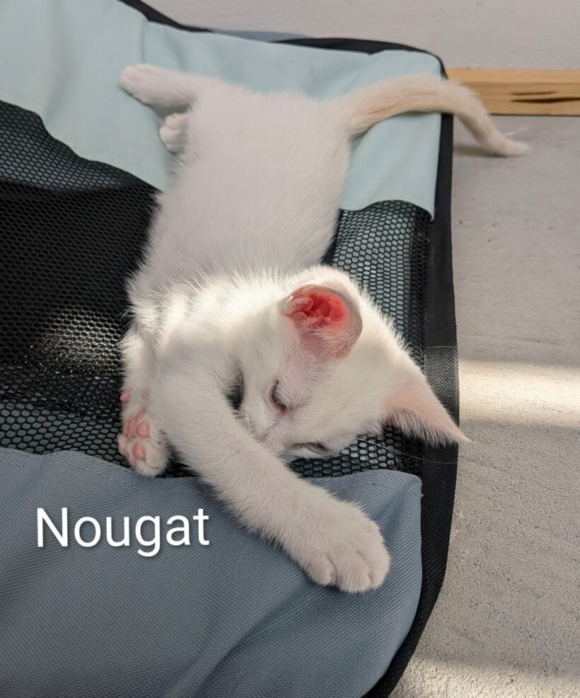 NOUGAT NOUGAT
