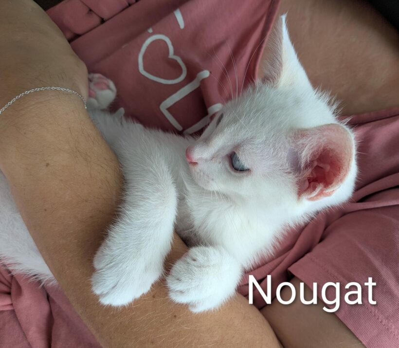 NOUGAT NOUGAT