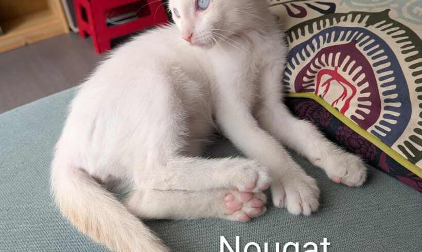 NOUGAT est réservé