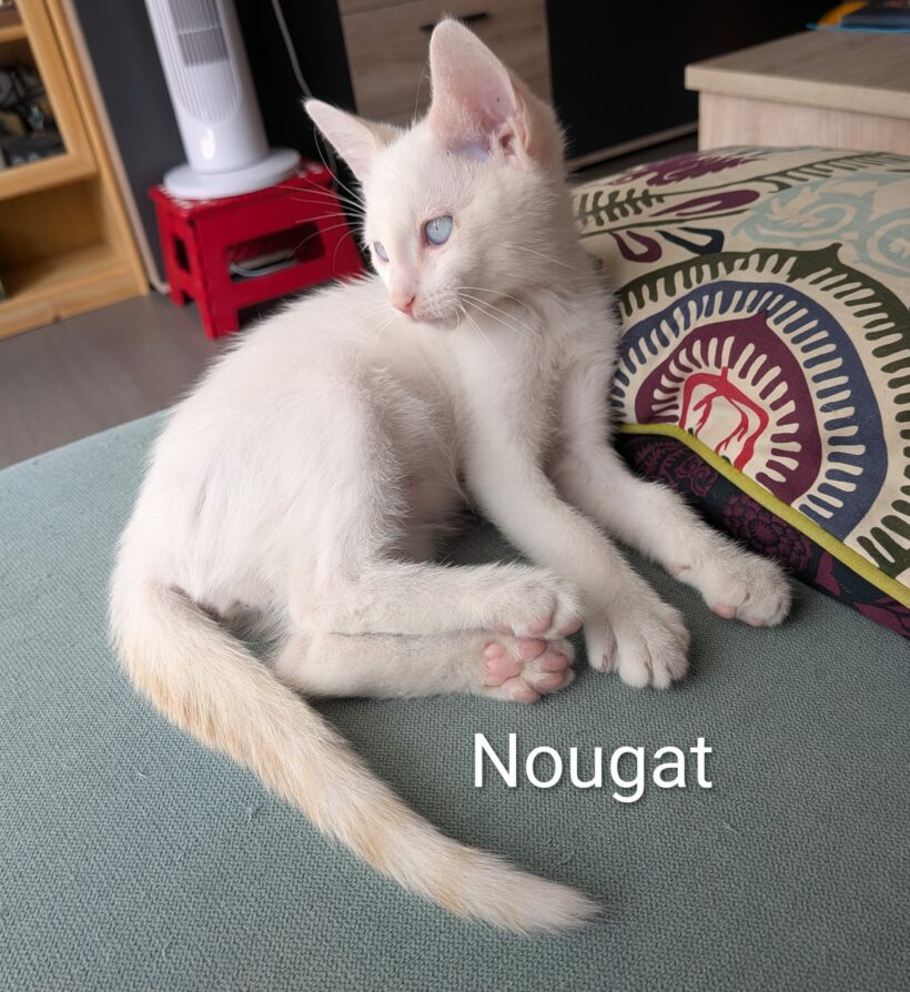 NOUGAT NOUGAT