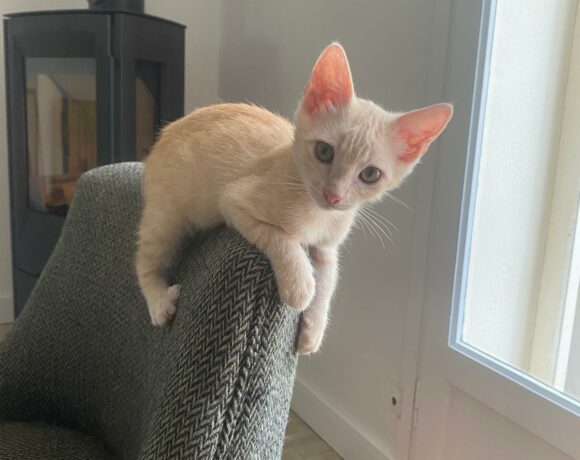 ZAZOU