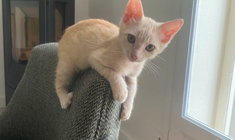 ZAZOU ZAZOU