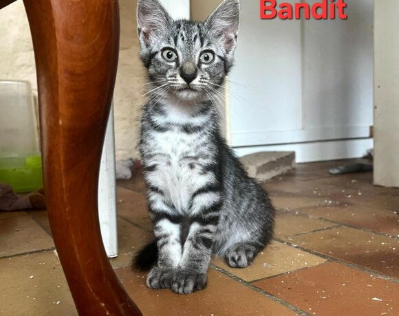 BANDIT BANDIT