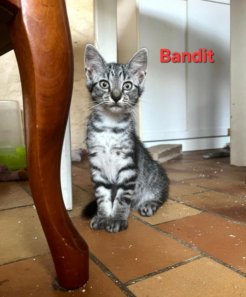 BANDIT