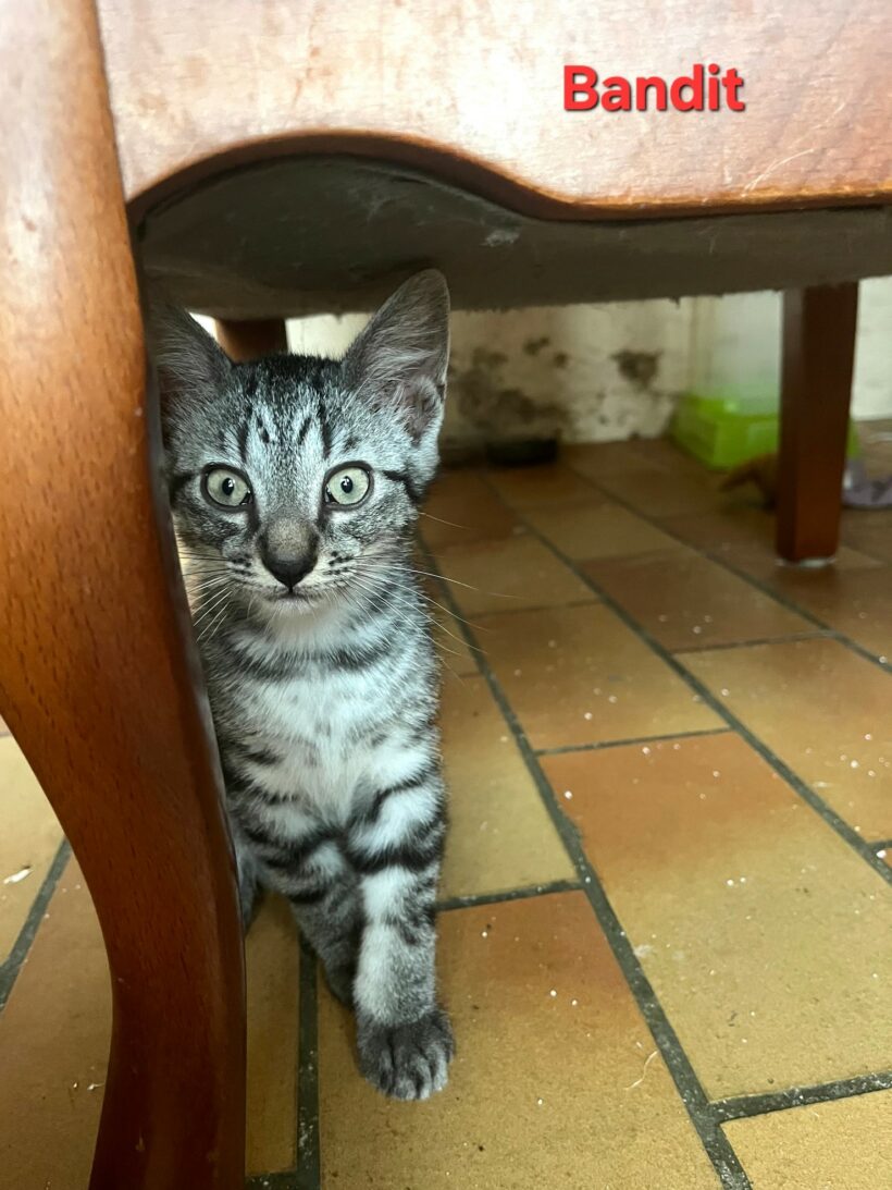 BANDIT