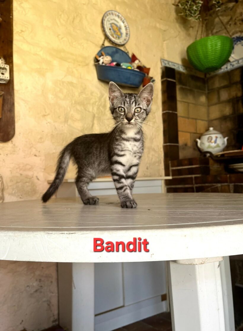 BANDIT