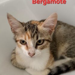 BERGAMOTE