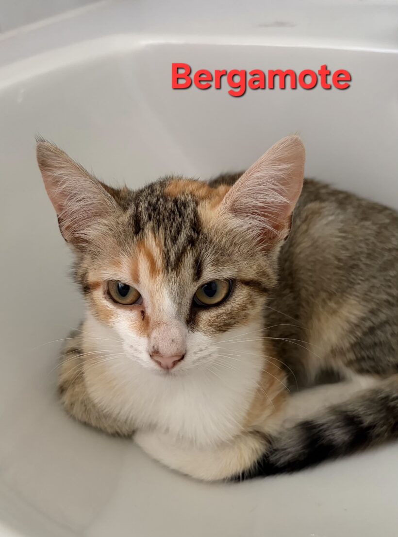 BERGAMOTE BERGAMOTE