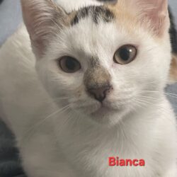 BIANCA