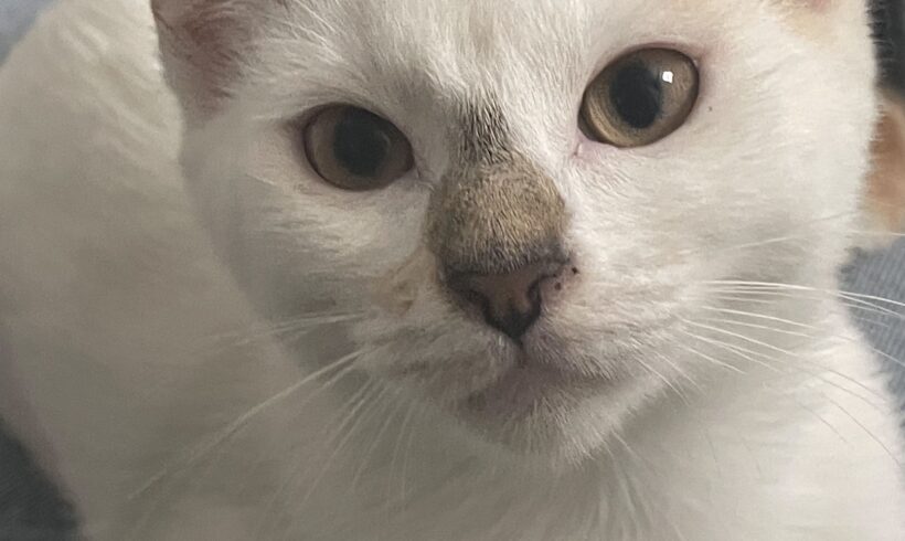 BIANCA