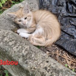 BABOU