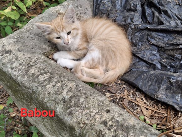 BABOU