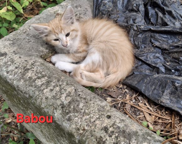 BABOU BABOU