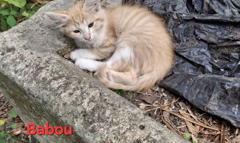 BABOU BABOU