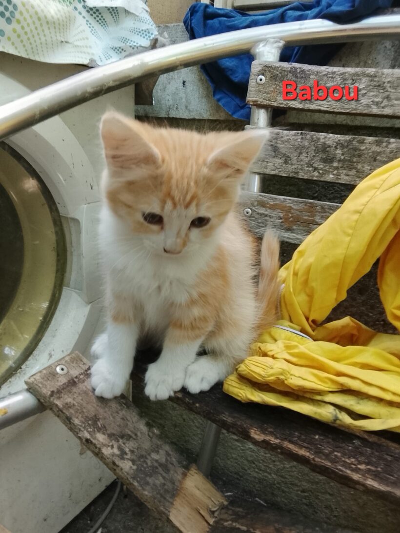 BABOU