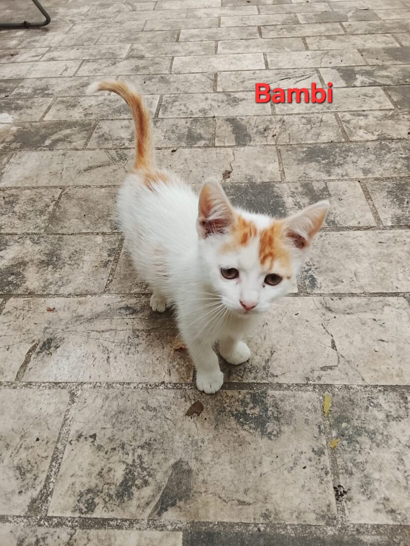 BAMBI BAMBI
