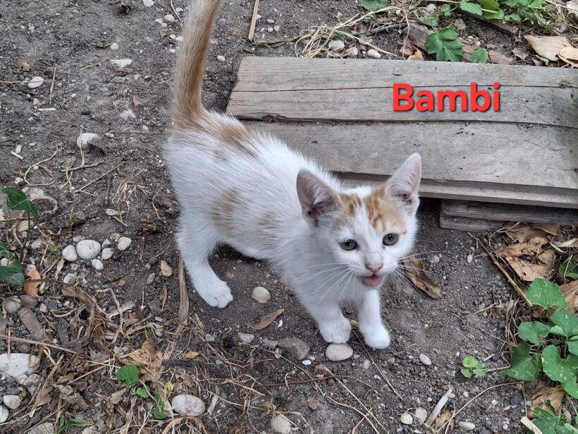 BAMBI BAMBI
