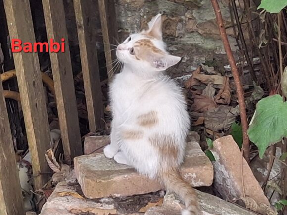 BAMBI