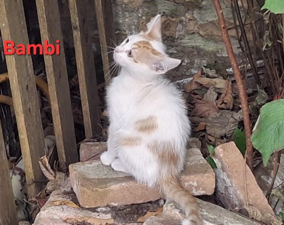 BAMBI BAMBI