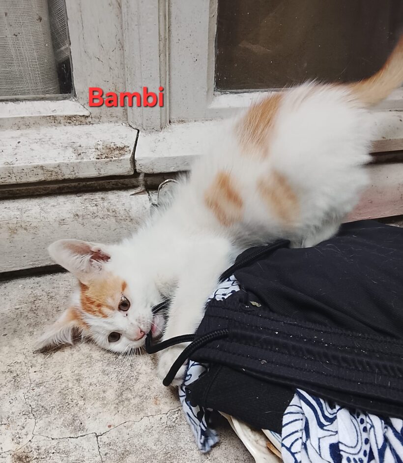 BAMBI BAMBI