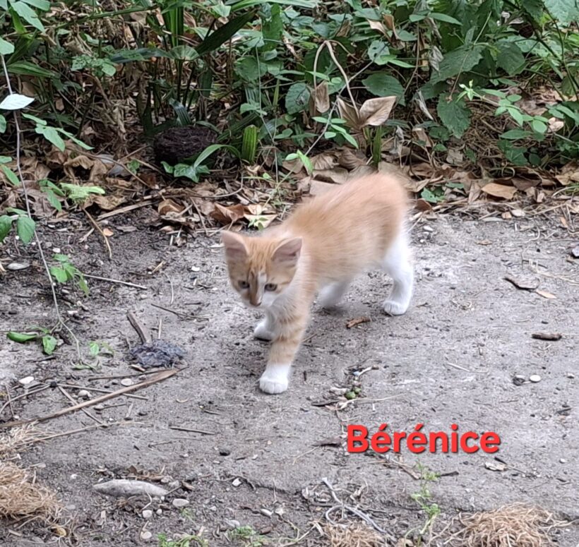 BERENICE BERENICE