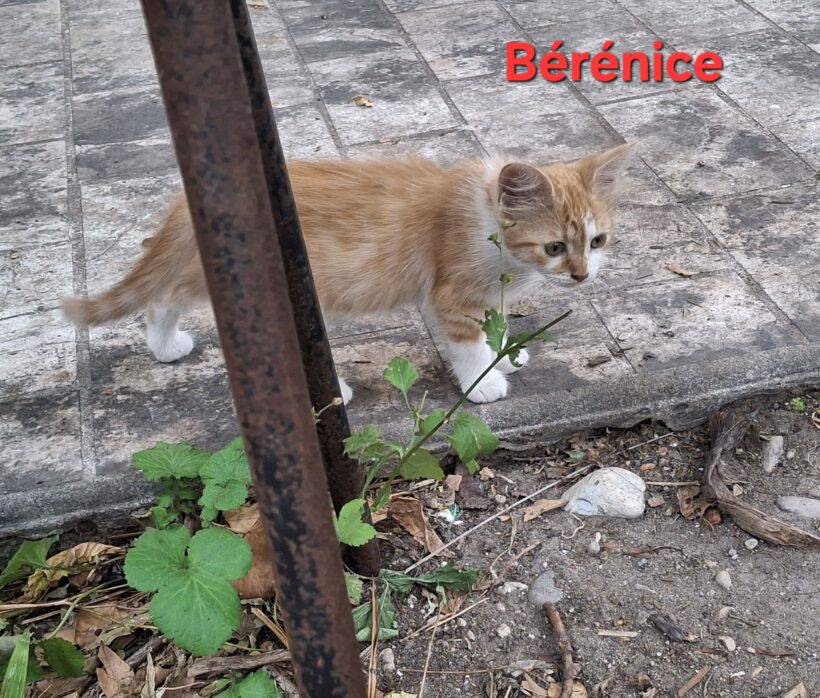 BERENICE BERENICE