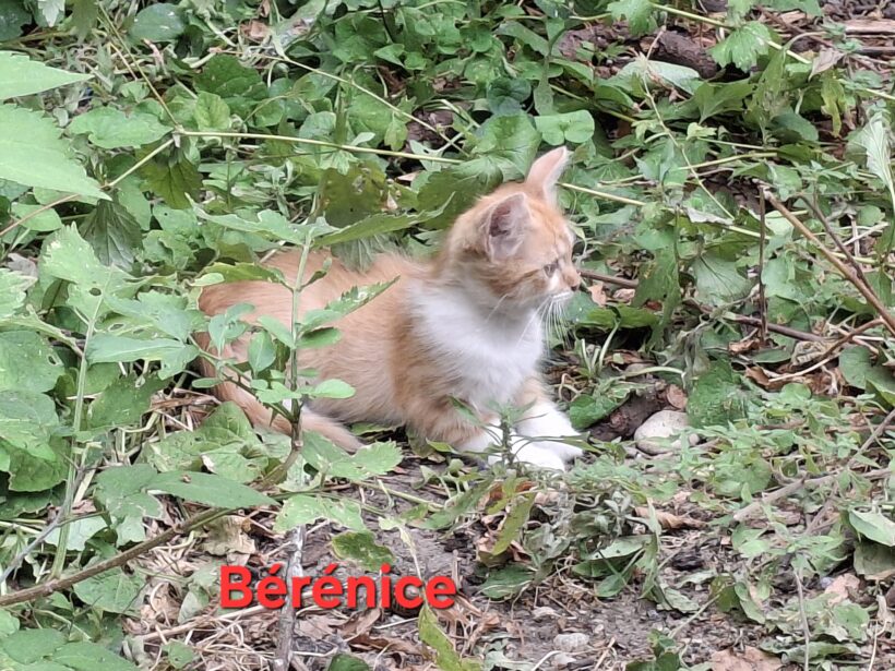 BERENICE BERENICE