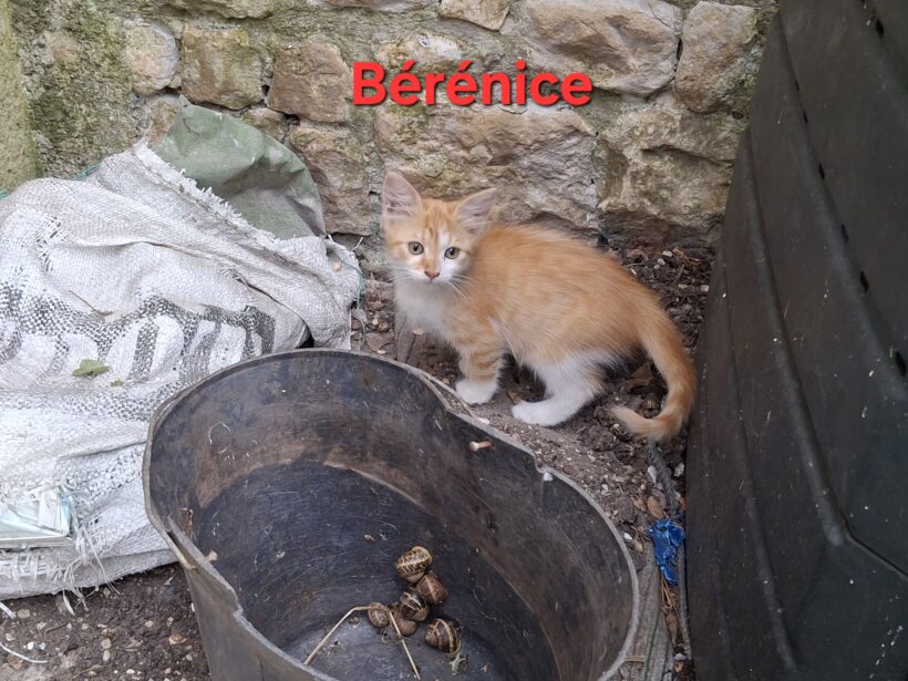 BERENICE BERENICE