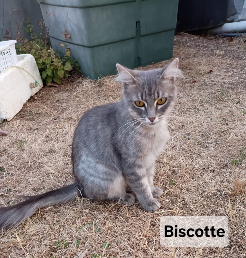 BISCOTTE BISCOTTE