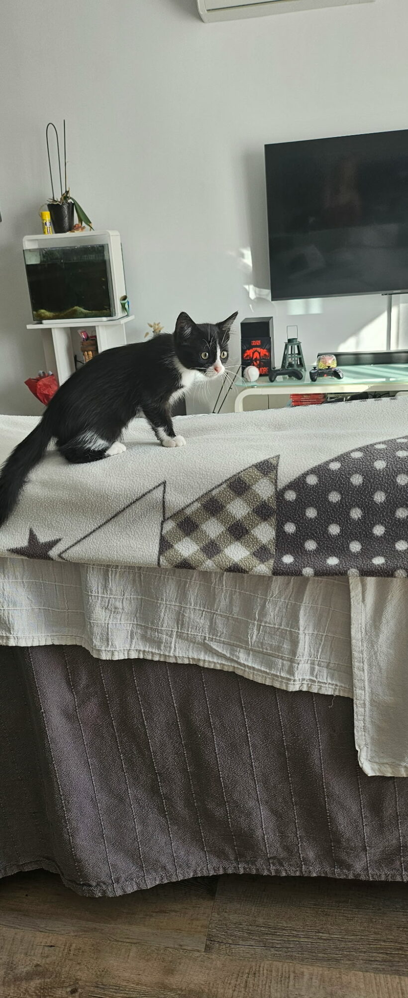 ELVIS ET KOCHKA