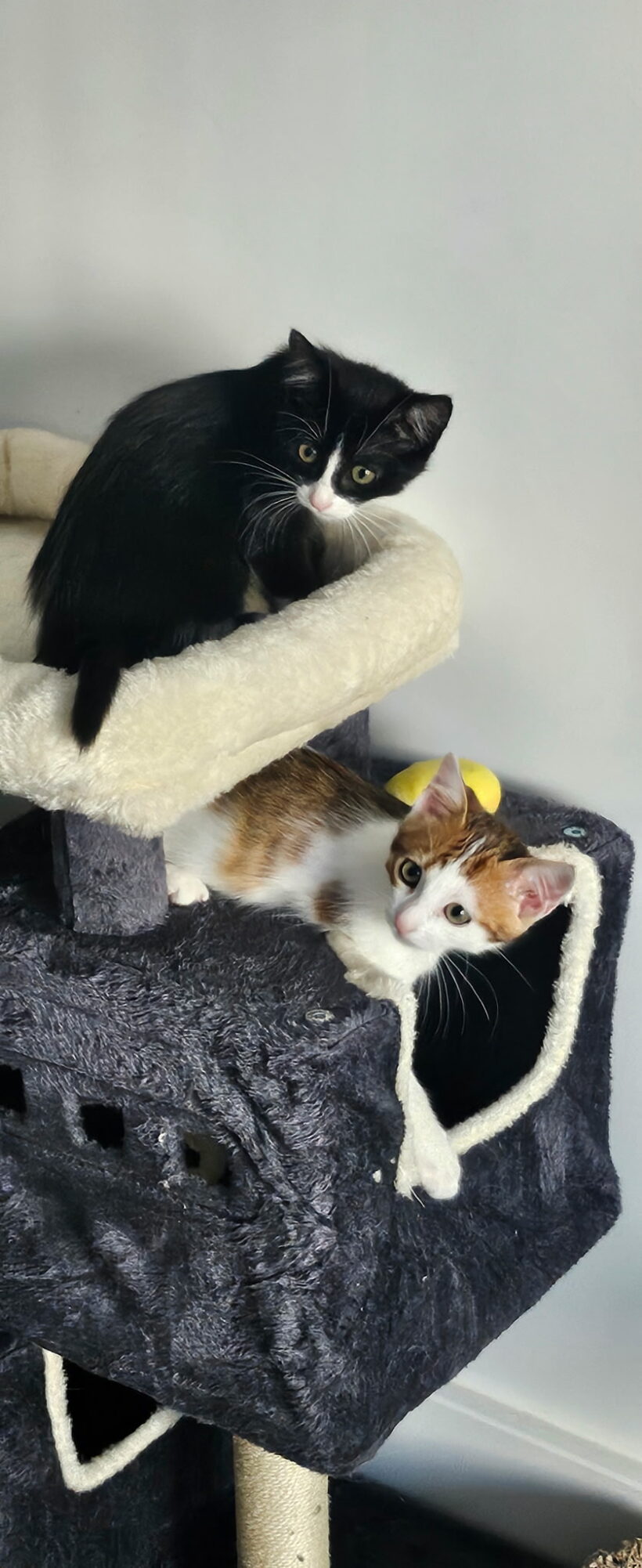 ELVIS ET KOCHKA