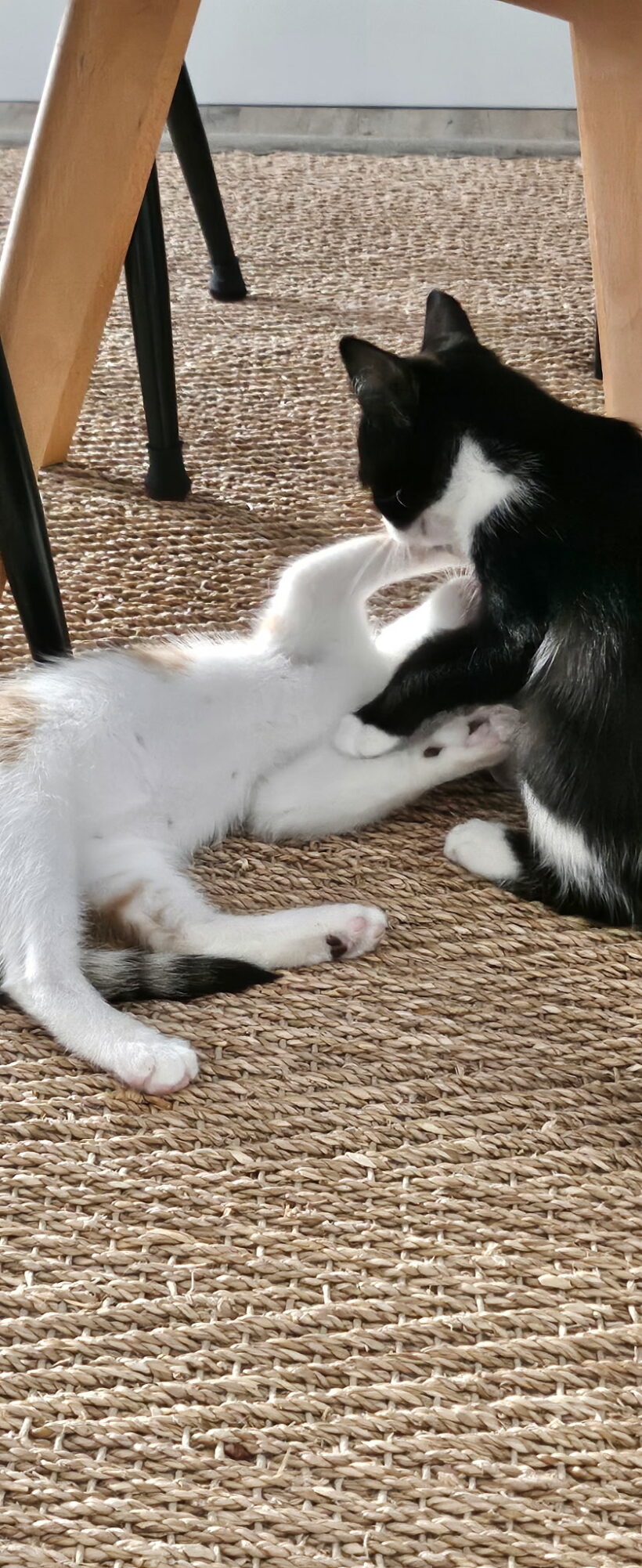ELVIS ET KOCHKA