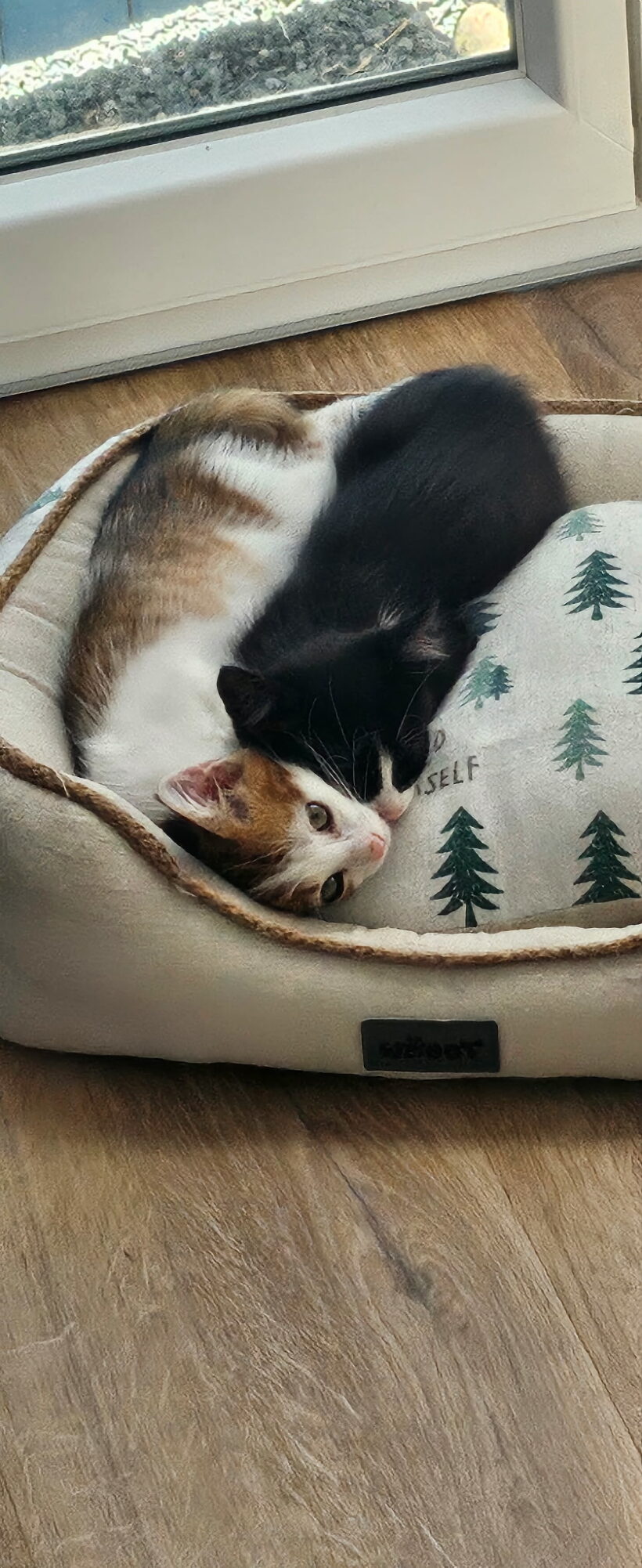 ELVIS ET KOCHKA