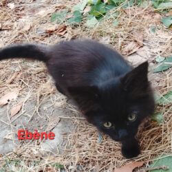 EBENE