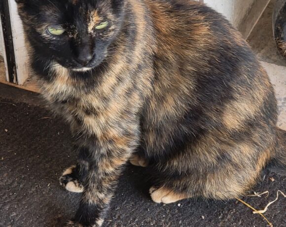 MIMI de Clavette