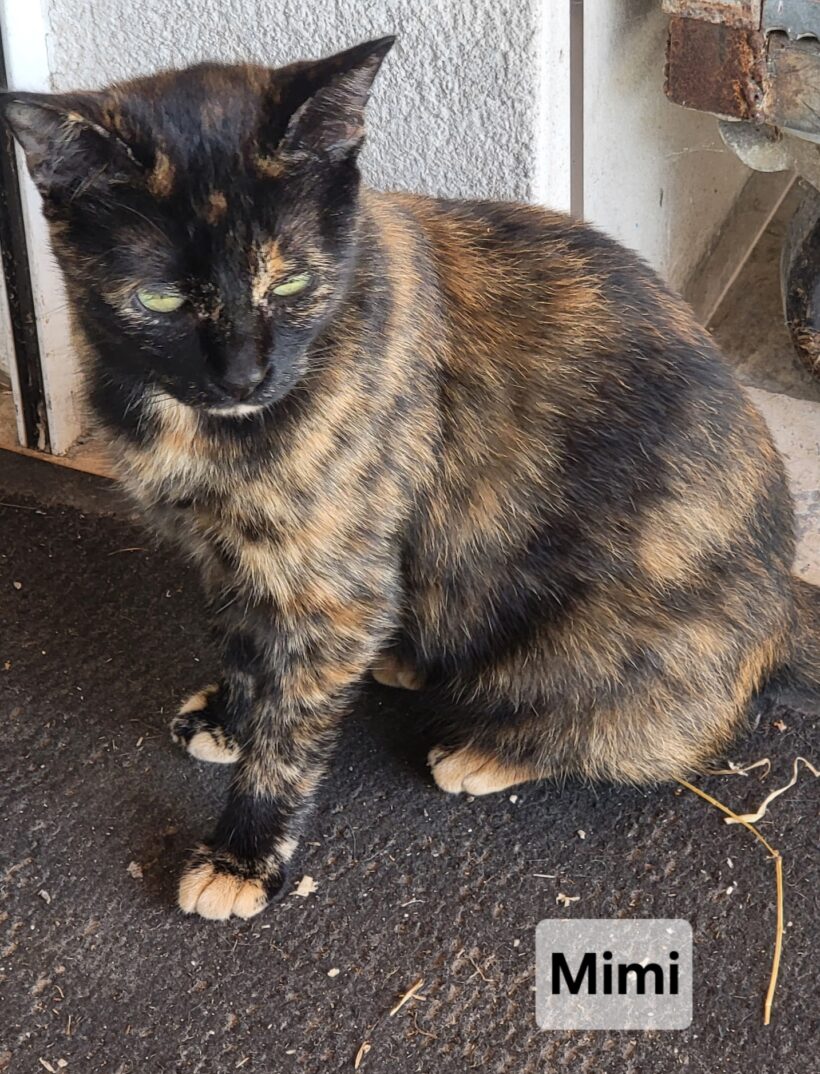 MIMI de Clavette