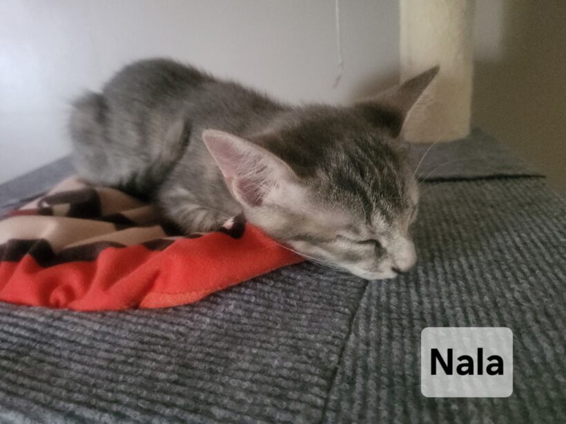 NALA