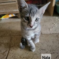 NALA
