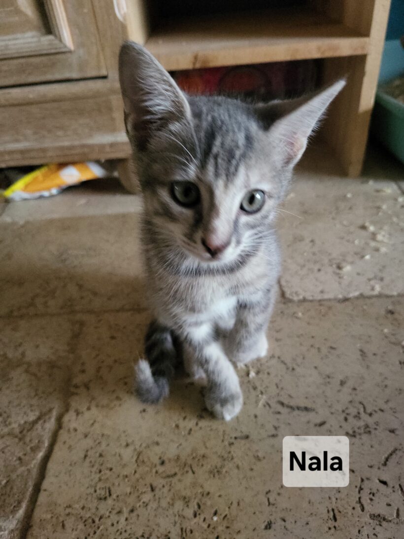 NALA