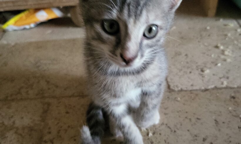 NALA est réservée