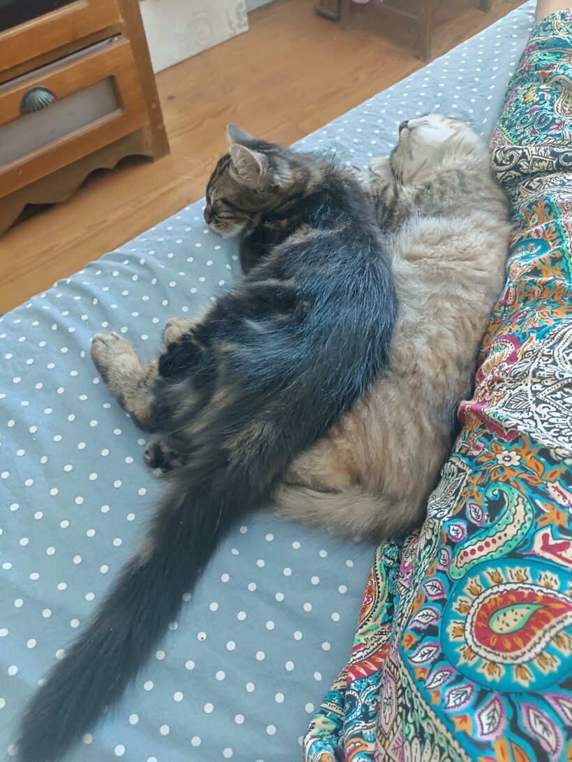 PAPILLON PAPILLON