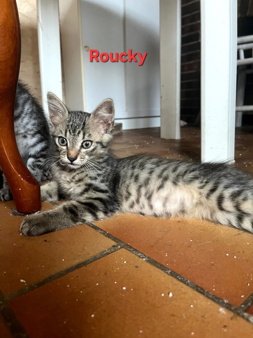 ROUCKY est réservé ROUCKY est réservé