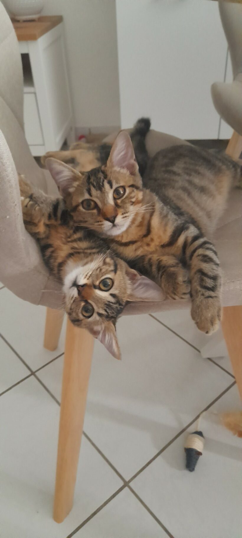 ISIS ET RAMSES