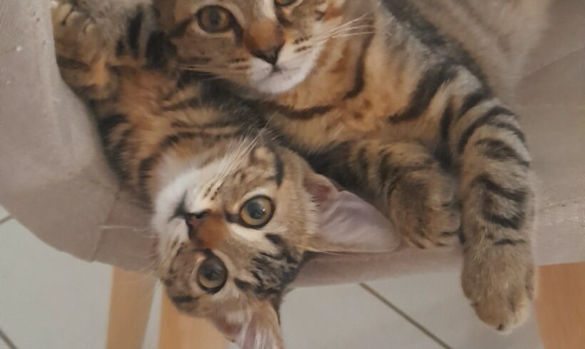 ISIS ET RAMSES sont réservés ISIS ET RAMSES sont réservés