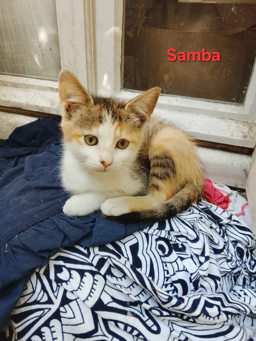 SAMBA SAMBA